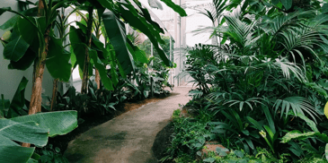 A walkway with plants on either side