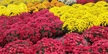 A variety of colored shrubs 
