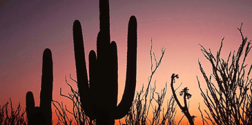 A cactus with other plants and a sunset in the background