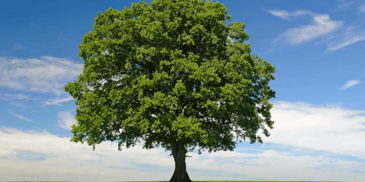 A large green tree