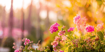 pink flowers with a faint sunrise in the background
