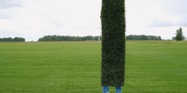 freshly cut grass with plant on the right 