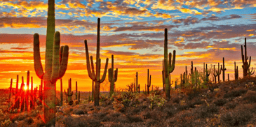 Cacti field with sunset background 