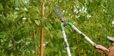 tree branches being trimmed 