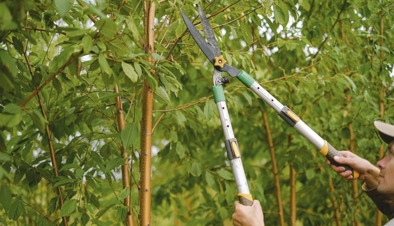 Trimming trees: why it’s important for your property